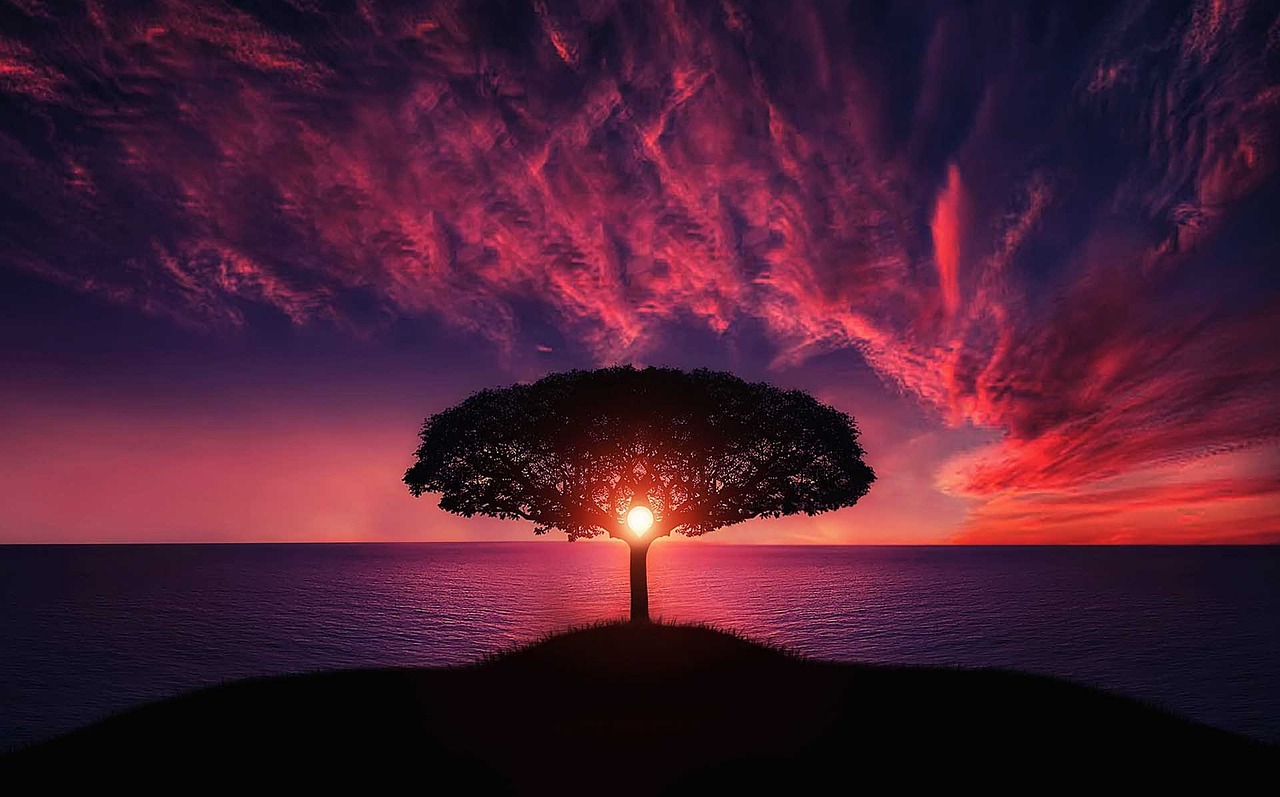 tree, sunset, clouds-736885.jpg